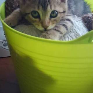 可愛いキジトラ子猫　楽太郎