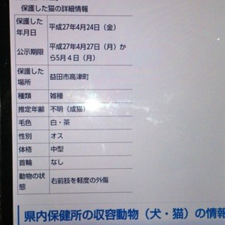 保健所保護猫