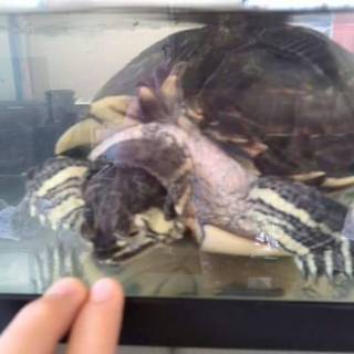 キバラガメです。