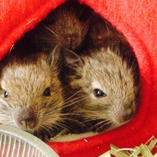 無事に里親さま決まりました！