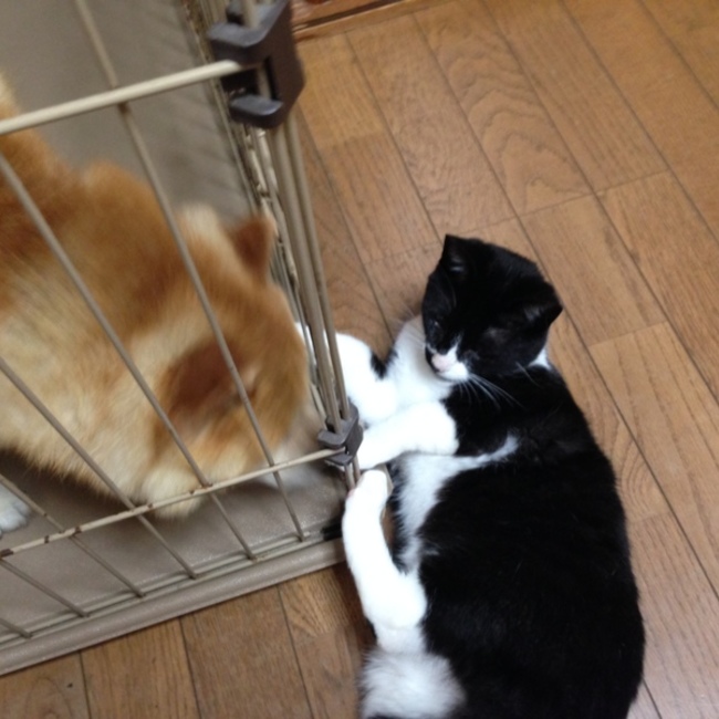 ryu-papaのカバー写真