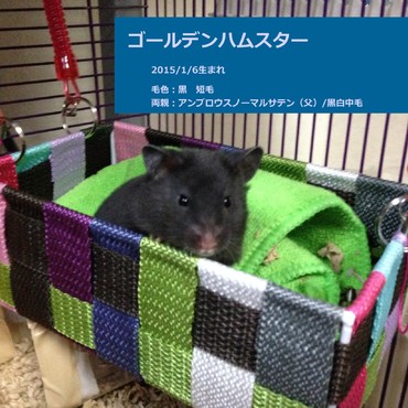 ゴールデンハムスター　毛色：クロ　女の子です　わがままですがオヤツをよく強奪していきます