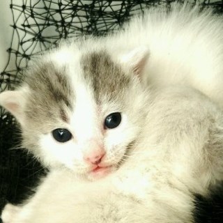 性別不明の子猫３匹