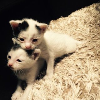 可愛い子猫（オスとメス）無事里親様が見つかりました