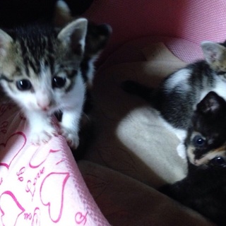 ４月２日生  生後１ヶ月  白黒キジ  オス