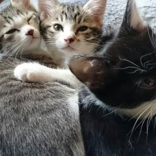 仔猫3姉妹の里親さん募集中です！