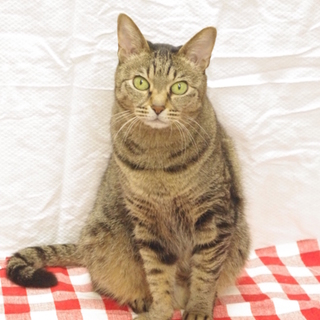 性格○飼いやすい猫ちゃんです！
