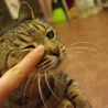 性格○飼いやすい猫ちゃんです！ サムネイル6
