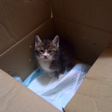 5月3日高槻城跡公園にて保護しました。健康チェック等済みましたら里親募集に掲示します♪