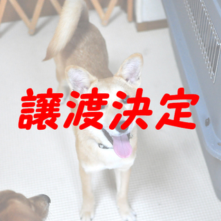 ミラベル：おてんば美ミックス