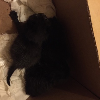 生後約一週間の子猫3匹