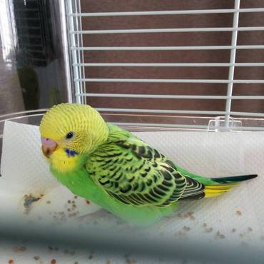 ニューフェイス♪名前はまりも