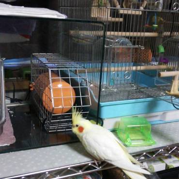 まりもに興味津々