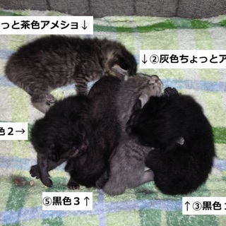 生まれたばかりの子猫です