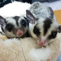 フクロモモンガ♀2匹 里親募集