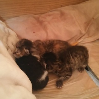 ３兄弟、里親が決まりました。