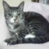 (ะ☫ω☫ะ)❣2011年４月生・キジトラ猫・♀★ サムネイル2