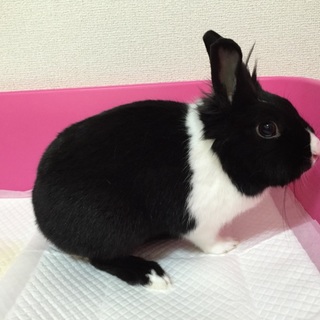 ミニウサギの里親募集中