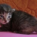 黒っぽいとら模様子猫♀生後1カ月未満