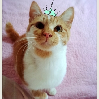 千葉県白井市より、とにかく人が大好きな、１歳