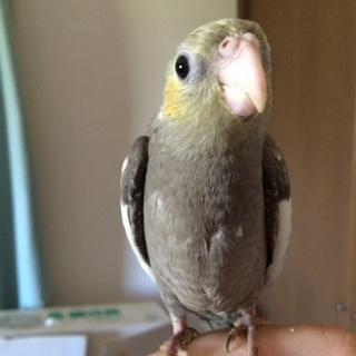 オカメインコの里親募集