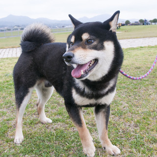 黒柴オスのテツ君の飼い主さん募集！
