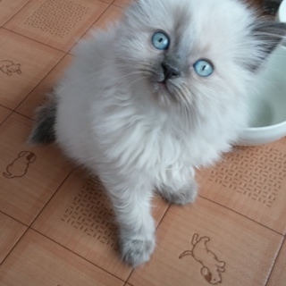 子猫の里親になって下さい