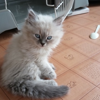 子猫の里親になって下さい