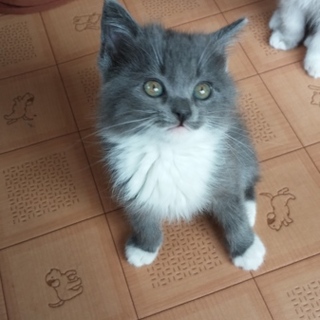 子猫の里親になって下さい