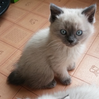 子猫の里親になって下さい