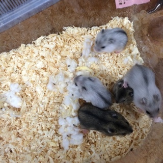 ジャンガリアンハムスターの子供たち