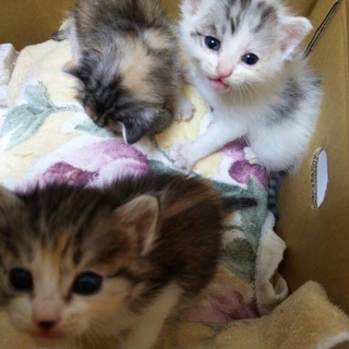 一時募集停止します。