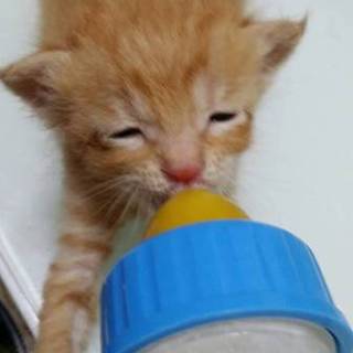 ☆乳飲み子　茶トラ　ブラザーズ☆