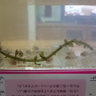 トーマシーの稚魚です。