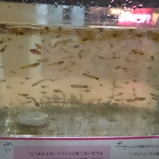 グッピーの稚魚です。