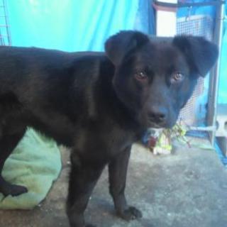 ラブラドル風、黒、8.5ヶ月、オスのワンちゃんです