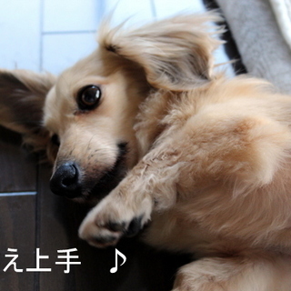 ニーハオの家族になっていただけませんか？