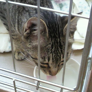 ◎　里親候補さん検討中！　◎