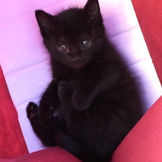 離乳済み。元気な子猫です！