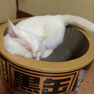 おっとりマンチカン(短足)