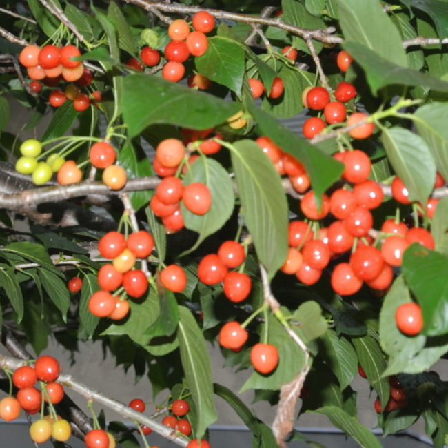 ayutada3のカバー写真