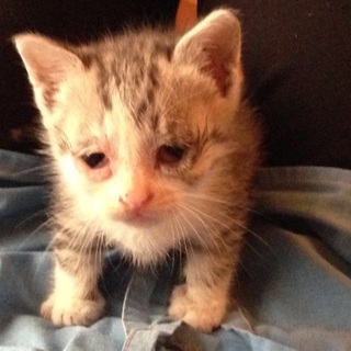 拾いネコ 生後約一カ月