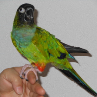 クロカミインコ