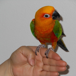 ナナイロメキシコインコ