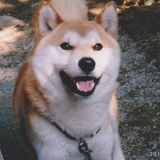 純血柴犬の男の子家族がきまりました。
