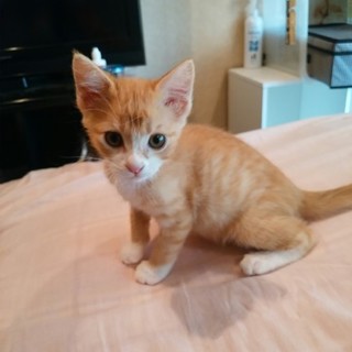 とても懐っこい元気な男の子（交渉中）