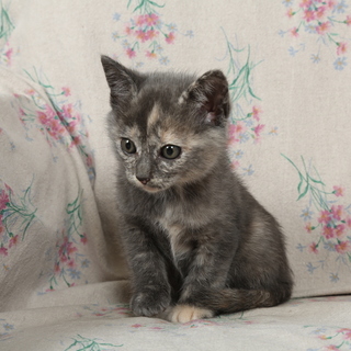 【募集、一時停止】１ヵ月半の女の子