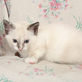 【募集、一時停止】一ヵ月半の女の子