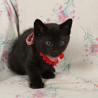 一ヵ月半の男の子