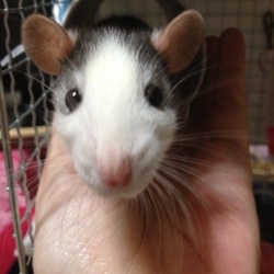 ロマンスグレー